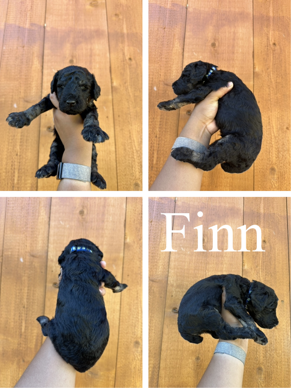 Finn (Blue collar) 2